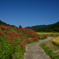 彼岸花３