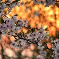 夕焼け桜