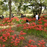琵琶湖岸　彼岸花群生地