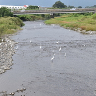 白鷺　餌場