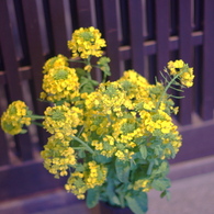 IMGP7882