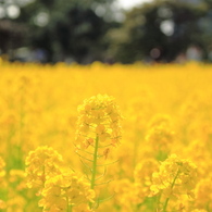 菜の花畑