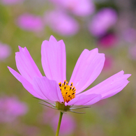 秋桜３（投稿1005枚目）