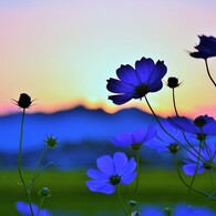 秋桜哀歌ー清々しさを