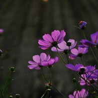 秋桜哀歌ー田に舞う