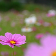 巾着田のコスモスと蕎麦の花2