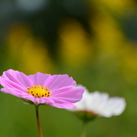 巾着田のコスモスと蕎麦の花3