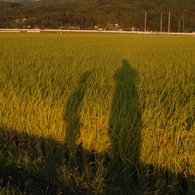 散歩道