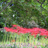みちのく花魁2015 - XVIII