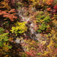  Red leaves of autumn