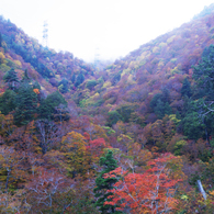  Red leaves of autumn
