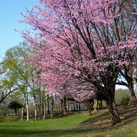 大学構内の桜