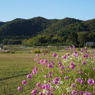 コスモス咲く、秋の風景