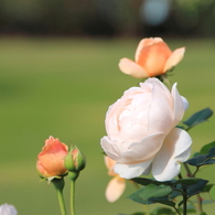 新宿御苑の秋薔薇2