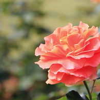 新宿御苑の秋薔薇4