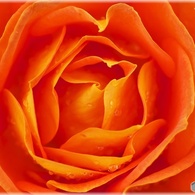 Rose Wind 6