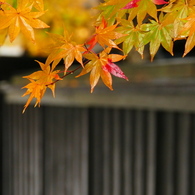 雨の角館Ⅱ