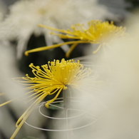 菊花-3