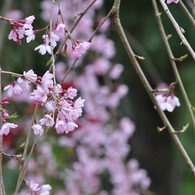 sakura 01