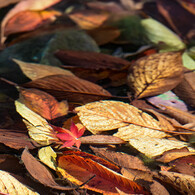 水中の秋を見つけました（紅葉）