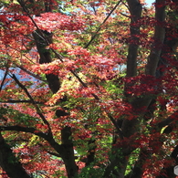 色とりどり