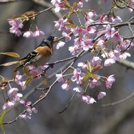 花鶏