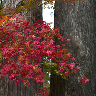 高野山の紅葉#4