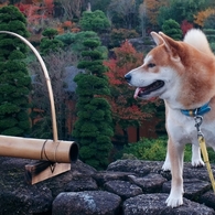 庭園と犬