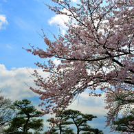 桜祭２