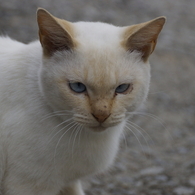 猫の島5
