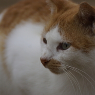 猫の島6