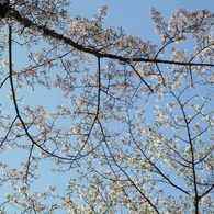 冨士山（とみすやま）公園の桜-10