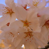 岩倉桜まつり　アップ