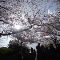 階段と桜