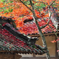 大本山永平寺御直末五鈷山光明寺