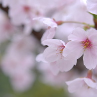 桜日和　Vol.4