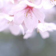桜日和　Vol.5