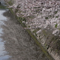 桜7