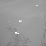 さくら　in　monochrome