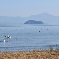2015.12.2琵琶湖にコハクチョウ飛来3