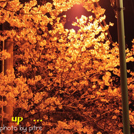 light up