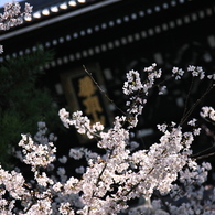 知恩院