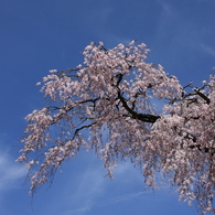 円山公園２