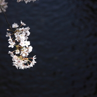 白川と桜