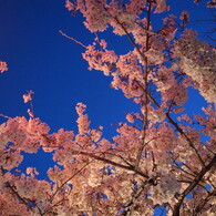 Cherry in the sky