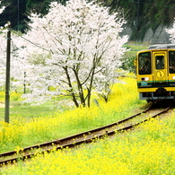 線路のある風景～桜も咲きました～