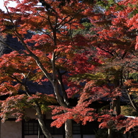円覚寺にて－２