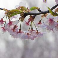 桜降る季節