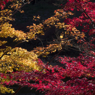 紅葉渓の紅葉#3