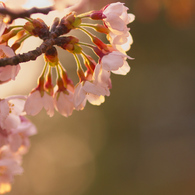 golden cherry